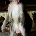 monkey_macaque_balinese_mf_ubud_v_0463_bal0464.jpg